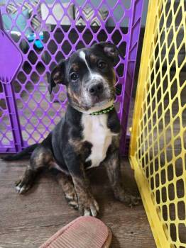 Australian Cattle Dog Blue Heeler Dogs Available for Adoption in Hardin, Montana - Bob | PetCurious