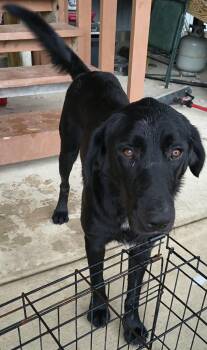 Waylon -  Black Labrador Retriever Dog for Adoption - Waylon | PetCurious