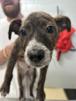 Remy -  Pit Bull Terrier and Mixed Breed Dog Available for Adoption in West Memphis, Arkansas - Remy | PetCurious