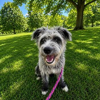 Oscar -  Schnauzer Dog for Adoption in Rockville, Maryland - Oscar | PetCurious