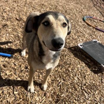 Amy Poehler -  Mixed Breed Dog for Adoption in Moab, Utah - Amy Poehler | PetCurious