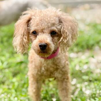 Myrtle - Missouri MY26-51 -  Poodle Dog for Adoption in Peyton, Colorado - Myrtle - Missouri MY26-51 | PetCurious