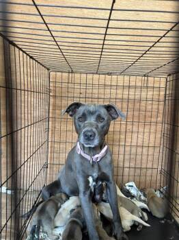 Pit Bull Terrier Dogs Available for Adoption in Lawrenceburg, Tennessee - Kiwi | PetCurious