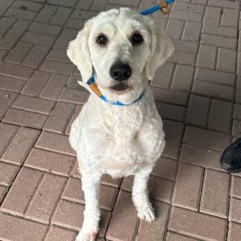 Swiss -  Poodle and Golden Retriever Dog for Adoption in Decatur, Georgia - Swiss | PetCurious