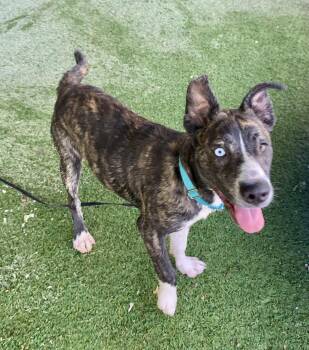 Magnolia -  Terrier Dog for Adoption in Grass Valley, California - Magnolia | PetCurious