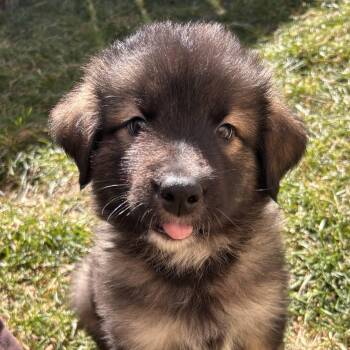 Husky Dogs Available for Adoption in Oakville, Ontario - Harley | PetCurious