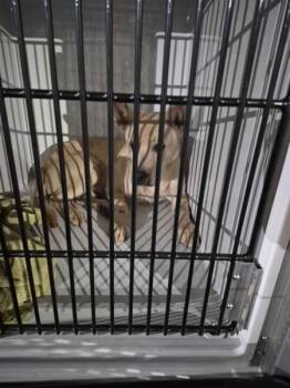 Ic 17c Gunner -  Shepherd and Labrador Retriever Dog for Adoption in Lawrenceville, Georgia - Ic 17c Gunner | PetCurious