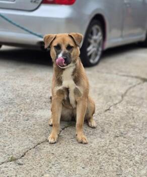 Beagle and German Shepherd Dog Dogs Available for Adoption in Lawrenceville, Georgia - Pen 170 Sable | PetCurious