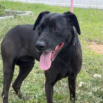 Lula -  Labrador Retriever Dog for Adoption in Columbia, South Carolina - Lula | PetCurious