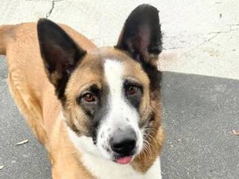Mixed Breed Dogs Available for Adoption - Bindi | PetCurious