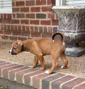 Pritti -  Hound and Pit Bull Terrier Dog for Adoption in Princeton, Massachusetts - Pritti | PetCurious