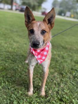 Bingo -  Australian Cattle Dog Blue Heeler Dog for Adoption in Upper Sandusky, Ohio - Bingo | PetCurious