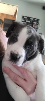 Pit Bull Terrier and Great Dane Dogs Available for Adoption - North | PetCurious