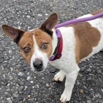 Jack Russell Terrier Dogs Available for Adoption - Thor | PetCurious
