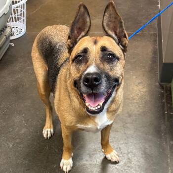 Shepherd Dogs Available for Adoption in Norman, Oklahoma - Mac | PetCurious