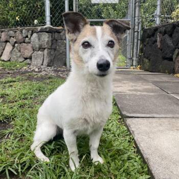 Jack Russell Terrier Dogs Available for Adoption - Moana | PetCurious