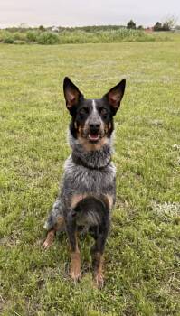 Australian Cattle Dog Blue Heeler Dogs Available for Adoption in Oklahoma City, Oklahoma - Coop | PetCurious