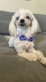 Rescue Maltese Dogs for Adoption in Sunrise, Florida - Tiny | PetCurious