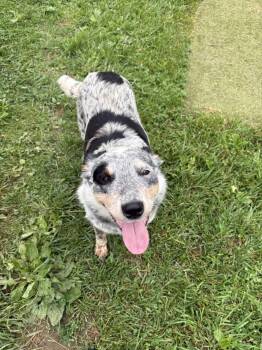 Rescue Australian Cattle Dog Blue Heeler Dogs for Adoption in Wooster, Ohio - Bingo | PetCurious