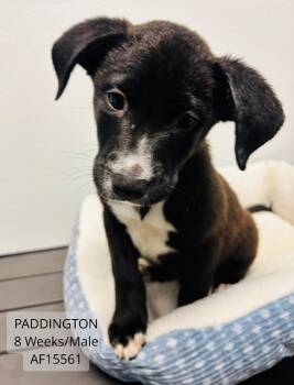 Paddington -  Pit Bull Terrier and Labrador Retriever Dog for Adoption - Paddington | PetCurious
