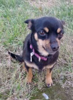 Rescue Chihuahua Dogs for Adoption in Thomasville, North Carolina - Carmen | PetCurious
