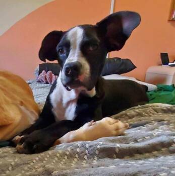 Mixed Breed Dogs Available for Adoption in New York, New York - Missy Pipit | PetCurious