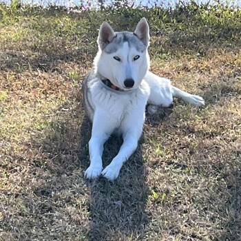 Siberian Husky Dogs Available for Adoption in Sumter, South Carolina - Luki | PetCurious