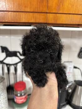 Midnight Delight  -  Toy Poodle Dog for Sale in Lucedale, Mississippi - Midnight Delight  | PetCurious