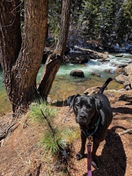 Black Labrador Retriever and Pug Dogs Available for Adoption in Toronto, Ontario - Carrie | PetCurious