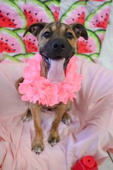 Star -  Shar Pei and Boxer Dog for Adoption in Kalamazoo, Michigan - Star | PetCurious