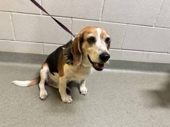 SAM -  Beagle Dog for Adoption in Colorado Springs, Colorado - SAM | PetCurious
