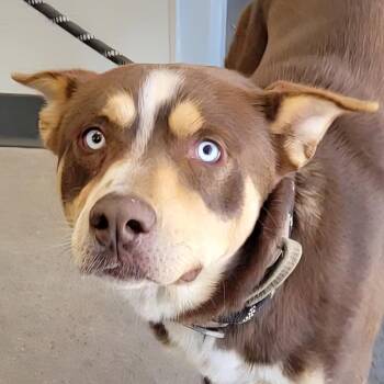 Mixed Breed Dogs Available for Adoption in Las Cruces, New Mexico - Digby | PetCurious