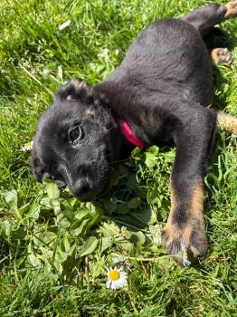 Mixed Breed and Terrier Dogs Available for Adoption - Clover | PetCurious