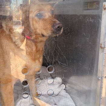 Golden Retriever Dogs Available for Adoption - Charli | PetCurious