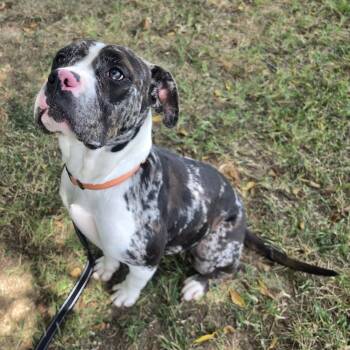Trinket -  Catahoula Leopard Dog and Boxer Dog for Adoption in Lowell, Arkansas - Trinket | PetCurious