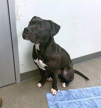 Pit Bull Terrier Dogs Available for Adoption - Pepita | PetCurious