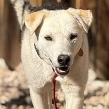 Mixed Breed Dogs Available for Adoption - Toby | PetCurious