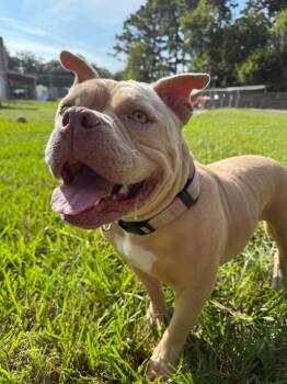 Coconut -  French Bulldog and American Bulldog Dog for Adoption in Alvin, Texas - Coconut | PetCurious