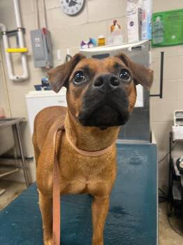Angel -  Boxer Dog for Adoption in Mobile, Alabama - Angel | PetCurious