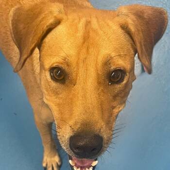 Teddie -  Mixed Breed Dog for Adoption in Toronto, Ontario - Teddie | PetCurious