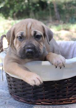GIORGIO -  Shepherd Dog for Adoption in Broomfield, Colorado - GIORGIO | PetCurious
