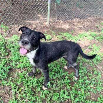 Steel Wool -  Wirehaired Terrier and Mixed Breed Dog for Adoption in Carencro, Louisiana - Steel Wool | PetCurious