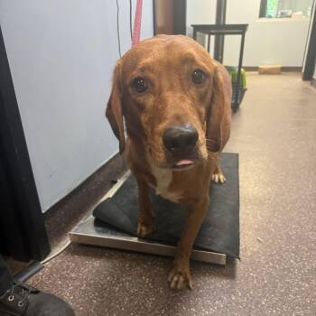 Sugar -  Mixed Breed Dog for Adoption in Columbus, Georgia - Sugar | PetCurious