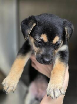 Biscuit -  Swedish Vallhund and Mixed Breed Dog for Adoption in Carthage, Missouri - Biscuit | PetCurious