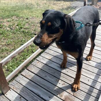 Lizzy -  Hound Dog for Adoption in Cheyenne, Wyoming - Lizzy | PetCurious