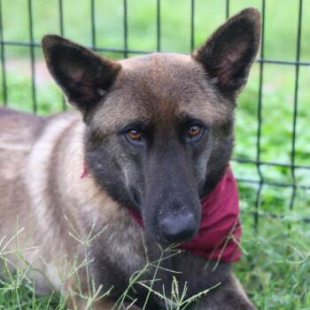 DORA -  Belgian Shepherd Malinois Dog for Adoption in San Antonio, Texas - DORA | PetCurious