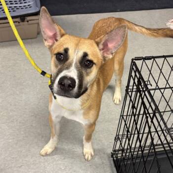 Diego -  Labrador Retriever and Shepherd Dog for Adoption in Springfield, Illinois - Diego | PetCurious