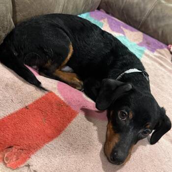 Tanner -  Chihuahua and Miniature Dachshund Dog for Adoption in Waco, Texas - Tanner | PetCurious