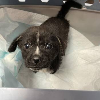 Shepherd and Australian Cattle Dog Blue Heeler Dogs Available for Adoption - Hershey | PetCurious