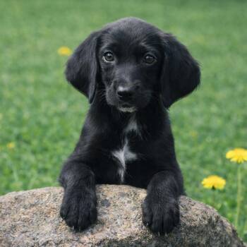 CT Antler avail Jul 18 (Petco- Enfield, CT) -  Labrador Retriever and Mixed Breed Dog for Adoption in Eastford, Connecticut - CT Antler Avail Jul 18 (Petco- Enfield, CT) | PetCurious